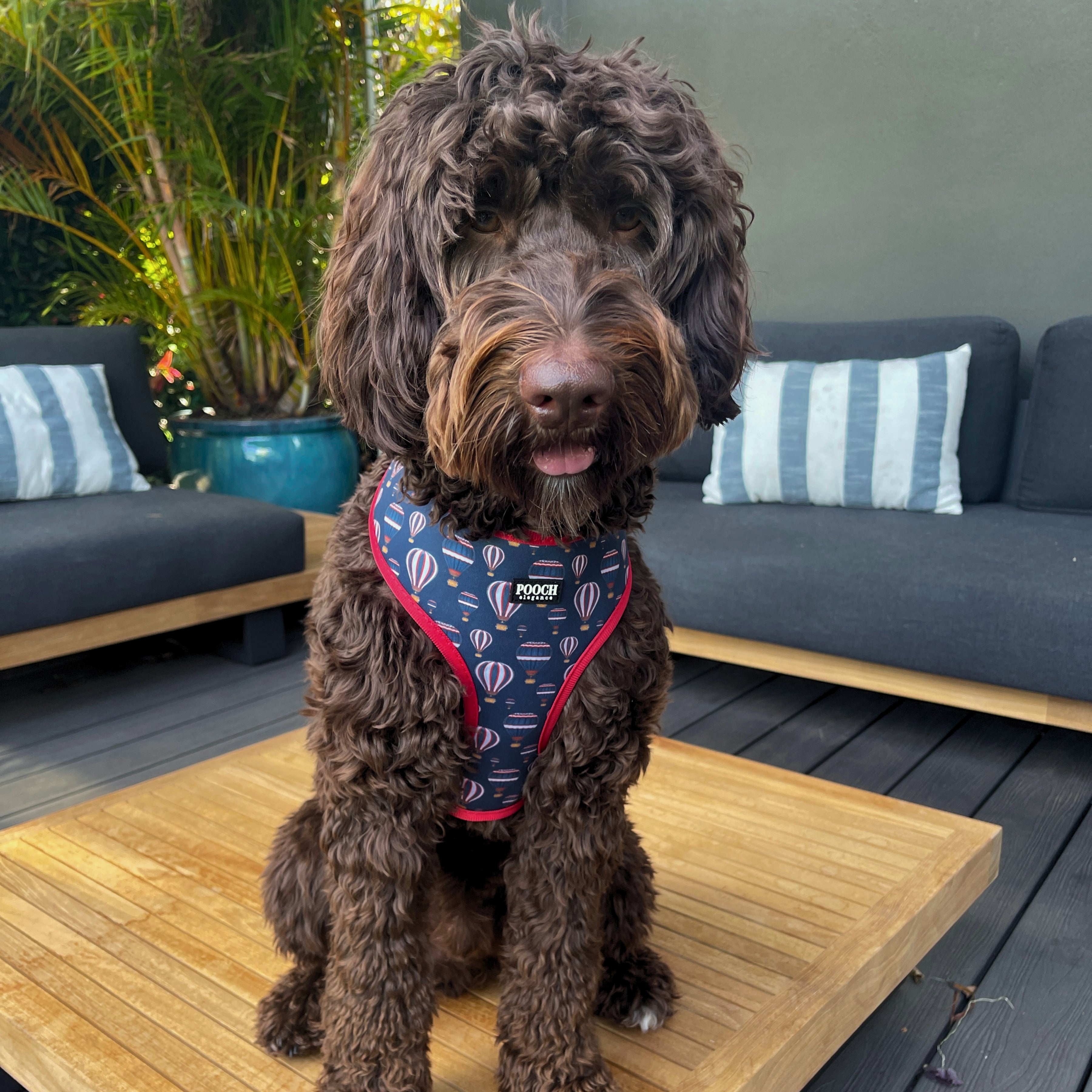 Midnight Balloons Reversible Harness