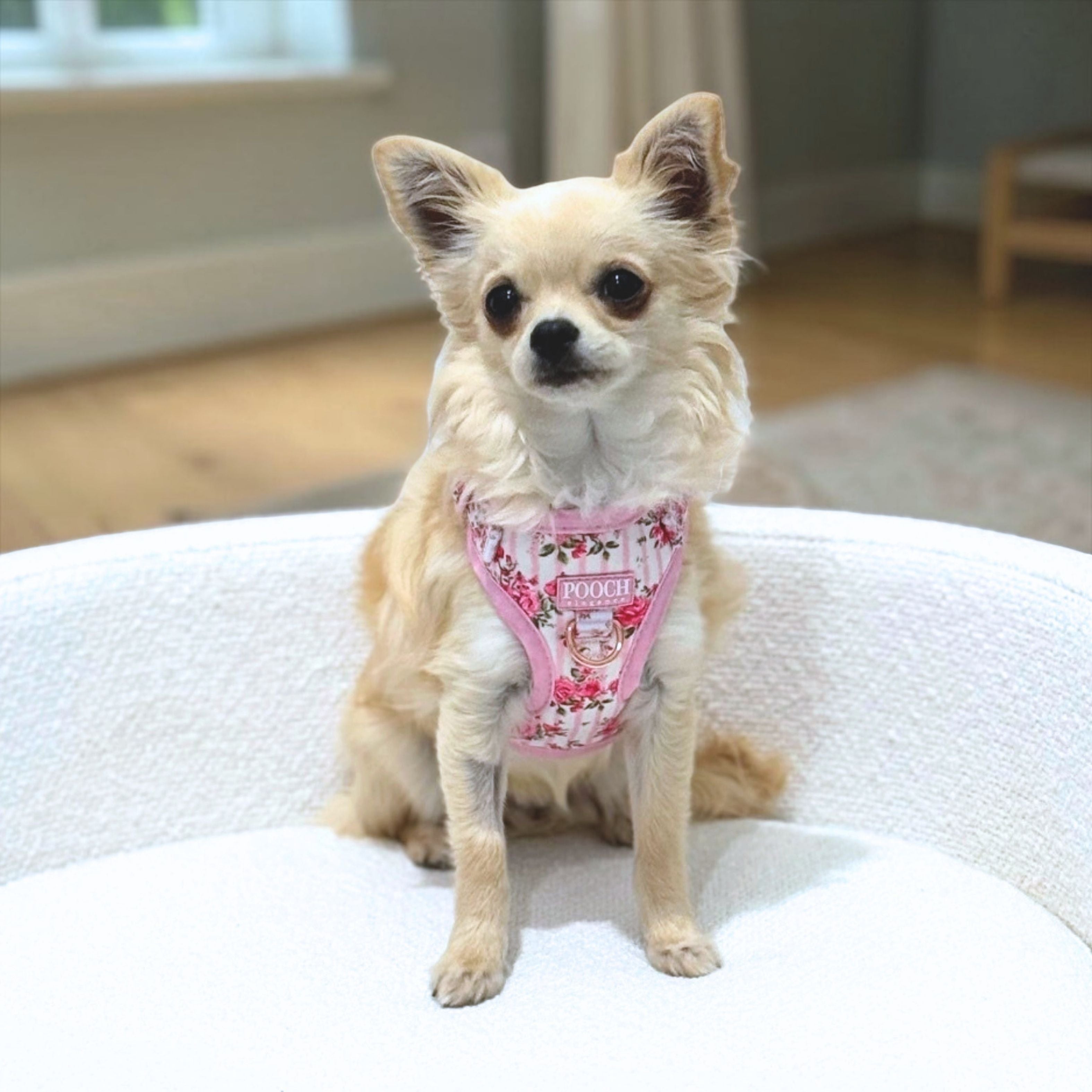 Pretty In Petals Adjustable Dog Harness