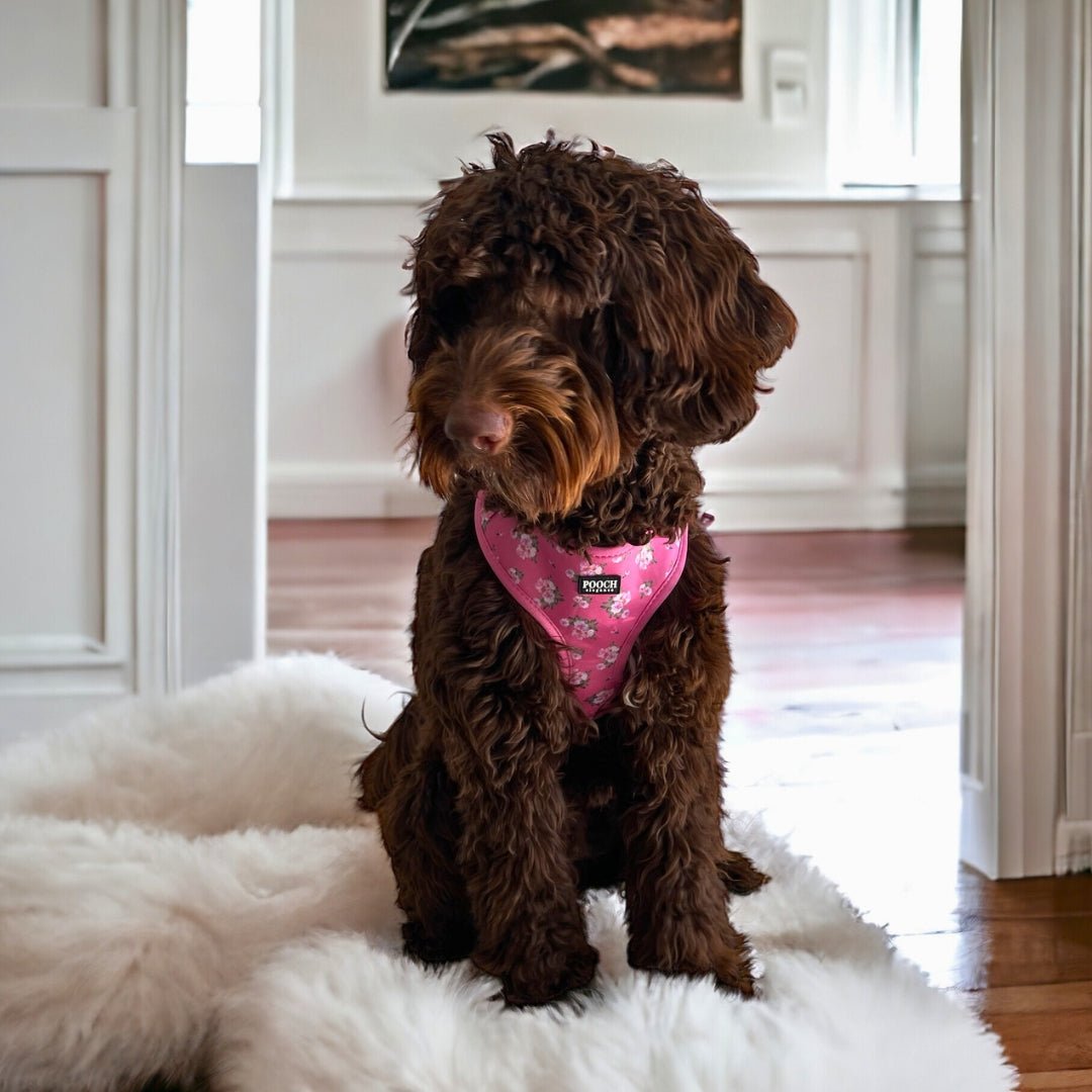 Bouquet of Roses Adjustable Dog Harness