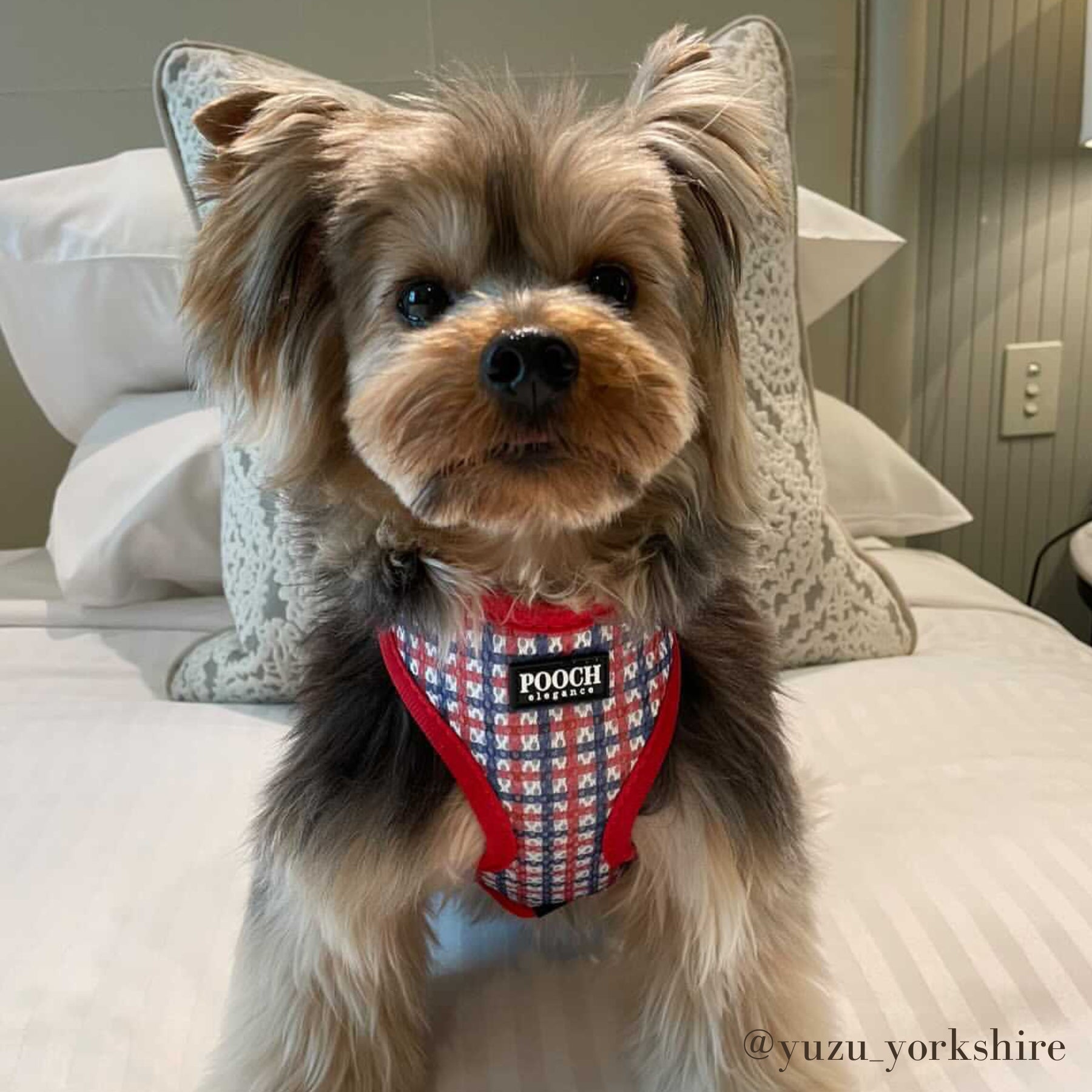 Midnight Balloons Reversible Harness