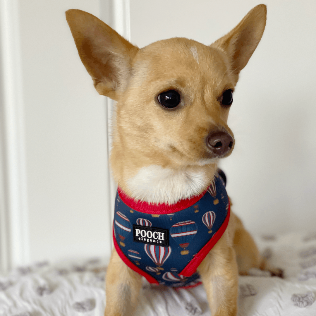 Midnight Balloons Reversible Harness