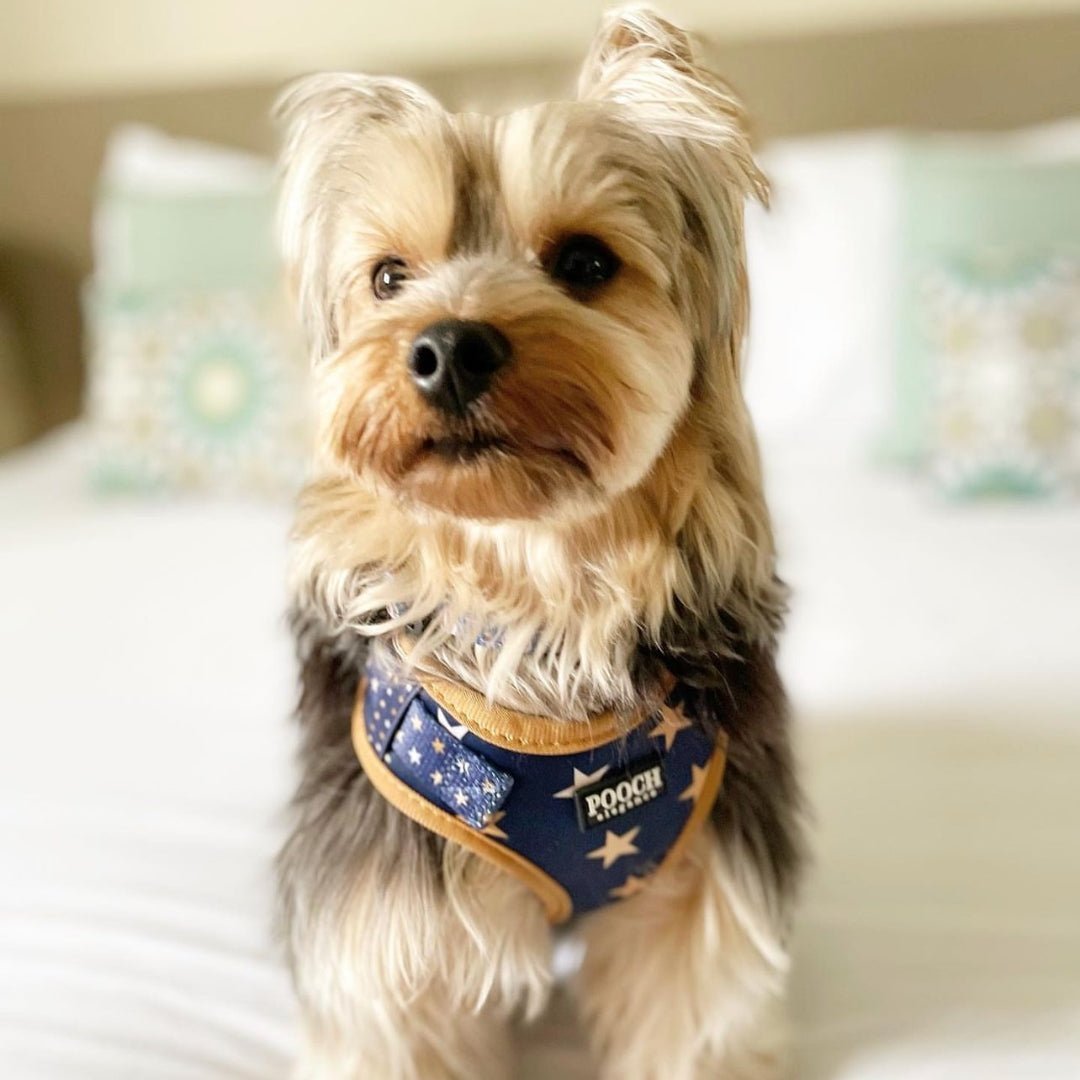 Wish Upon A Star Adjustable Dog Harness