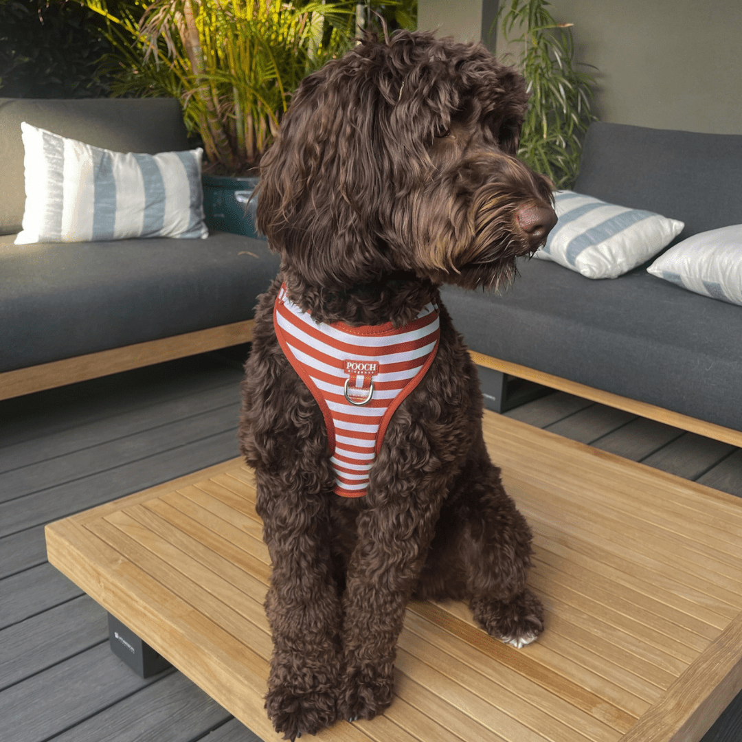 Carnival Stripe - Caramel Adjustable Harness - Pooch Elegance