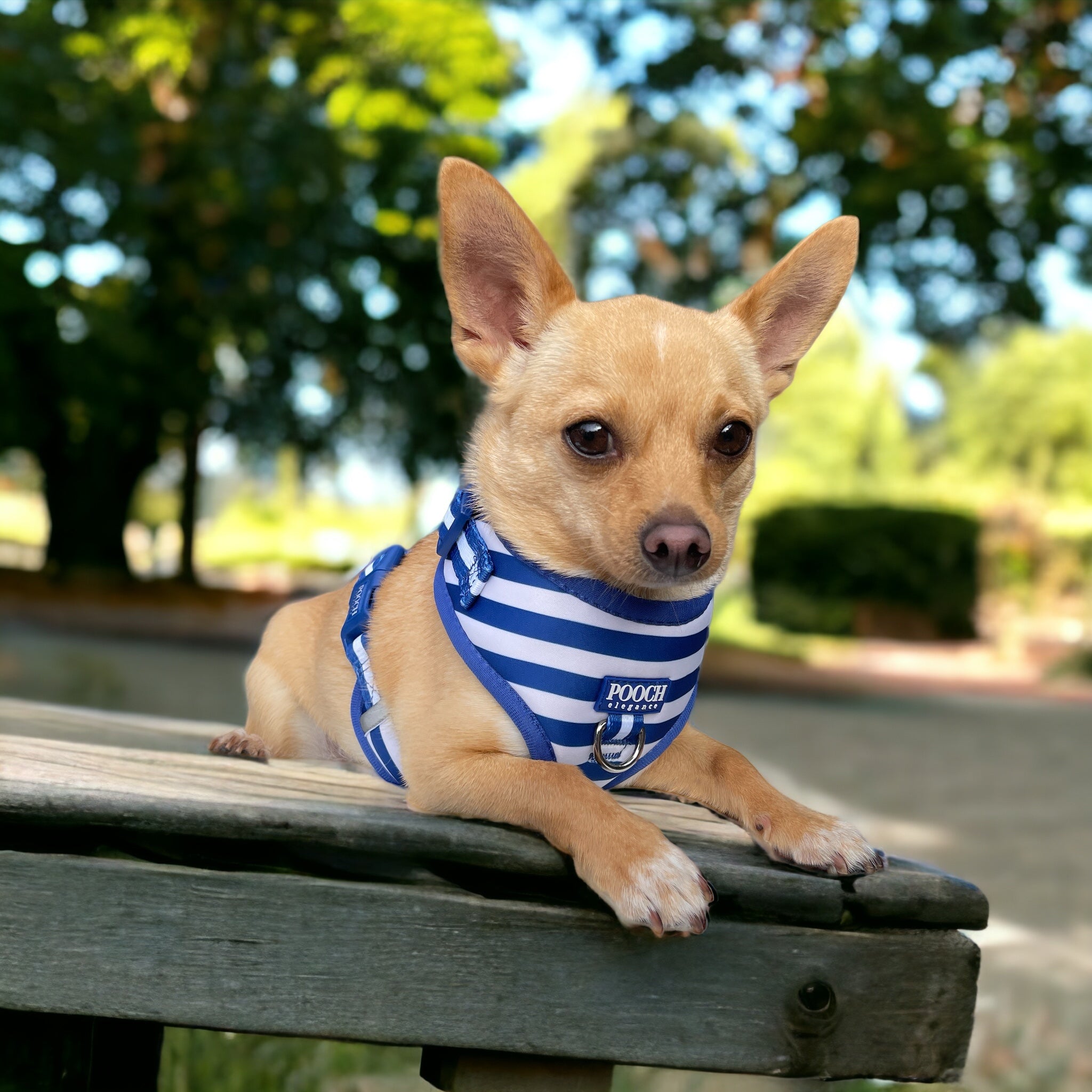 Carnival Stripe - Royal Blue Adjustable Harness