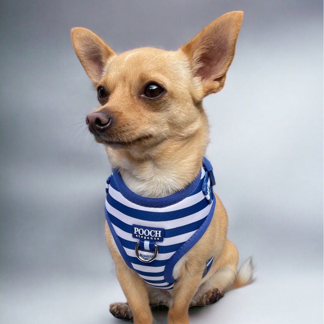 Carnival Stripe - Royal Blue Adjustable Harness